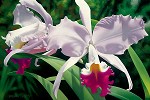 Brian Davis&nbsp;White And Magenta Orchids