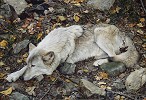 Carl Benders&nbsp;The Fall Guy - Tundra Wolf