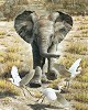 Carl Benders&nbsp;Flushing Egrets-Elephant Calf