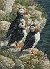 Carl Benders&nbsp;Fisherman�s Wharf - Puffins