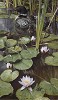 Carl Benders&nbsp;In the Swim of Things - Loon