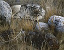 Carl Benders&nbsp;One to One - Gray Wolf