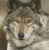 Judy Larson&nbsp;The Peacemaker Small Works