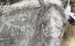 Judy Larson&nbsp;RED HORSE