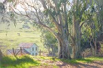 June Carey&nbsp;Basking Eucalyptus
