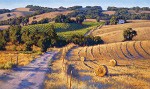 June Carey&nbsp;Old Napa Road