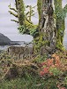 Rod Frederick&nbsp;Autumn Front