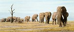 Simon Combes&nbsp;The Last Elephants MUSEUM EDITION ON