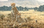 Simon Combes&nbsp;Cheetah Pair